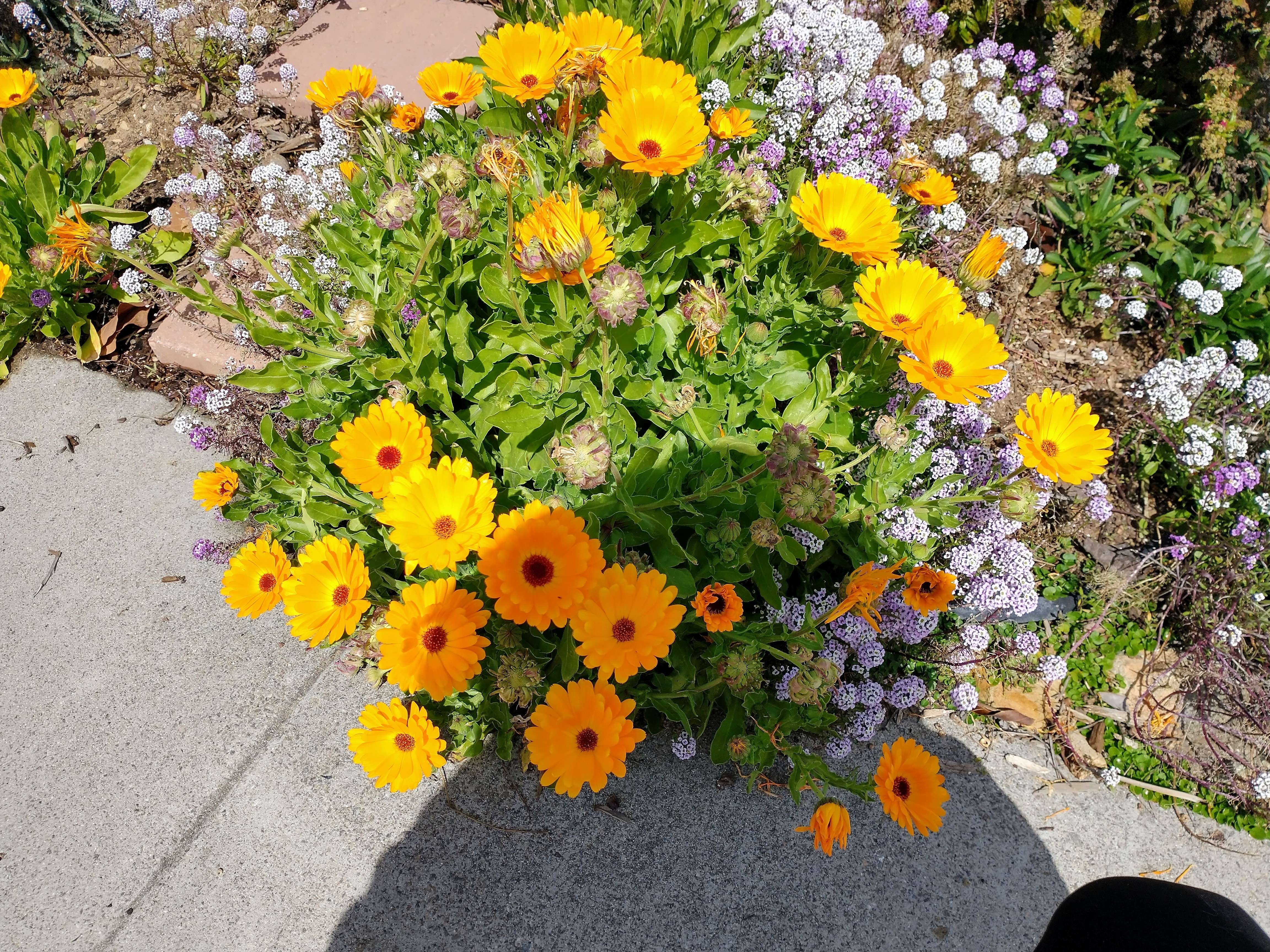 Golden daisies