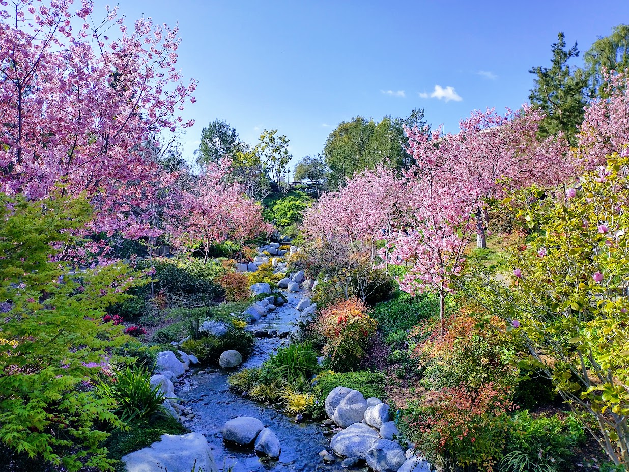 View of the creek with cherry blossoms to the sides