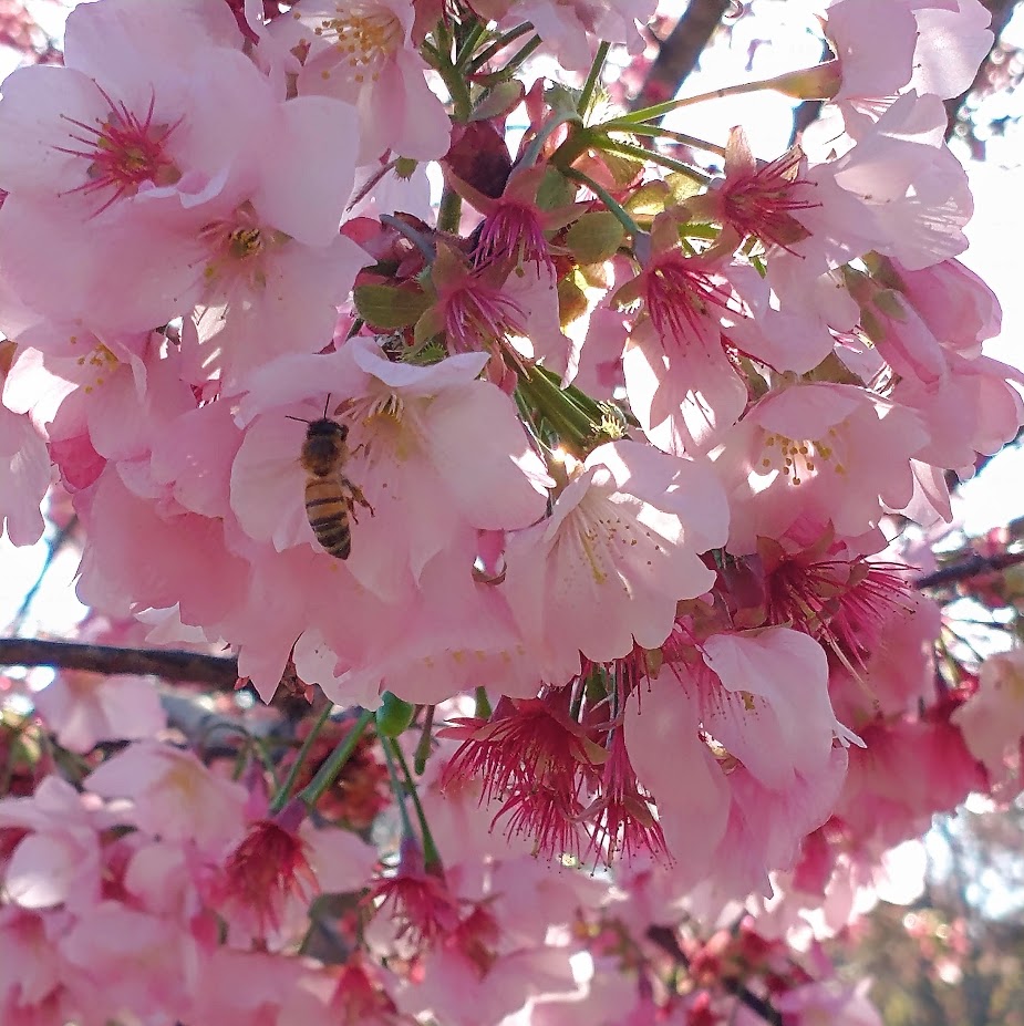 A bee pollinating a cherry blossom