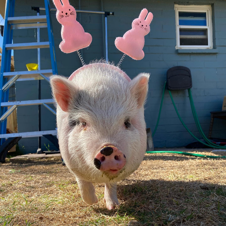 Pig with cute bunny ears headband
