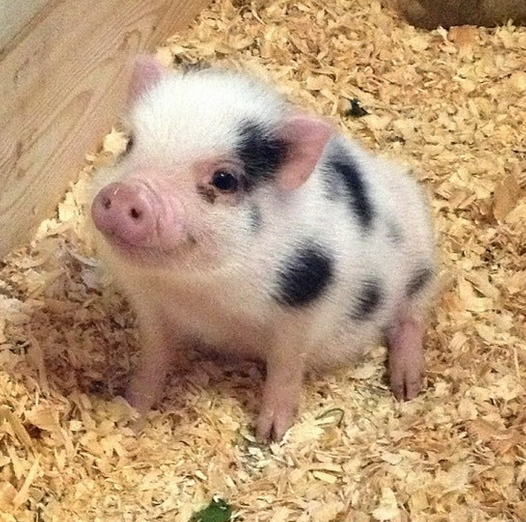 Pink piglet with black spots