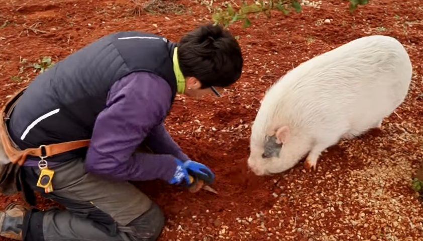 Truffle hog finds a quarry while its Trainer helps dig it out