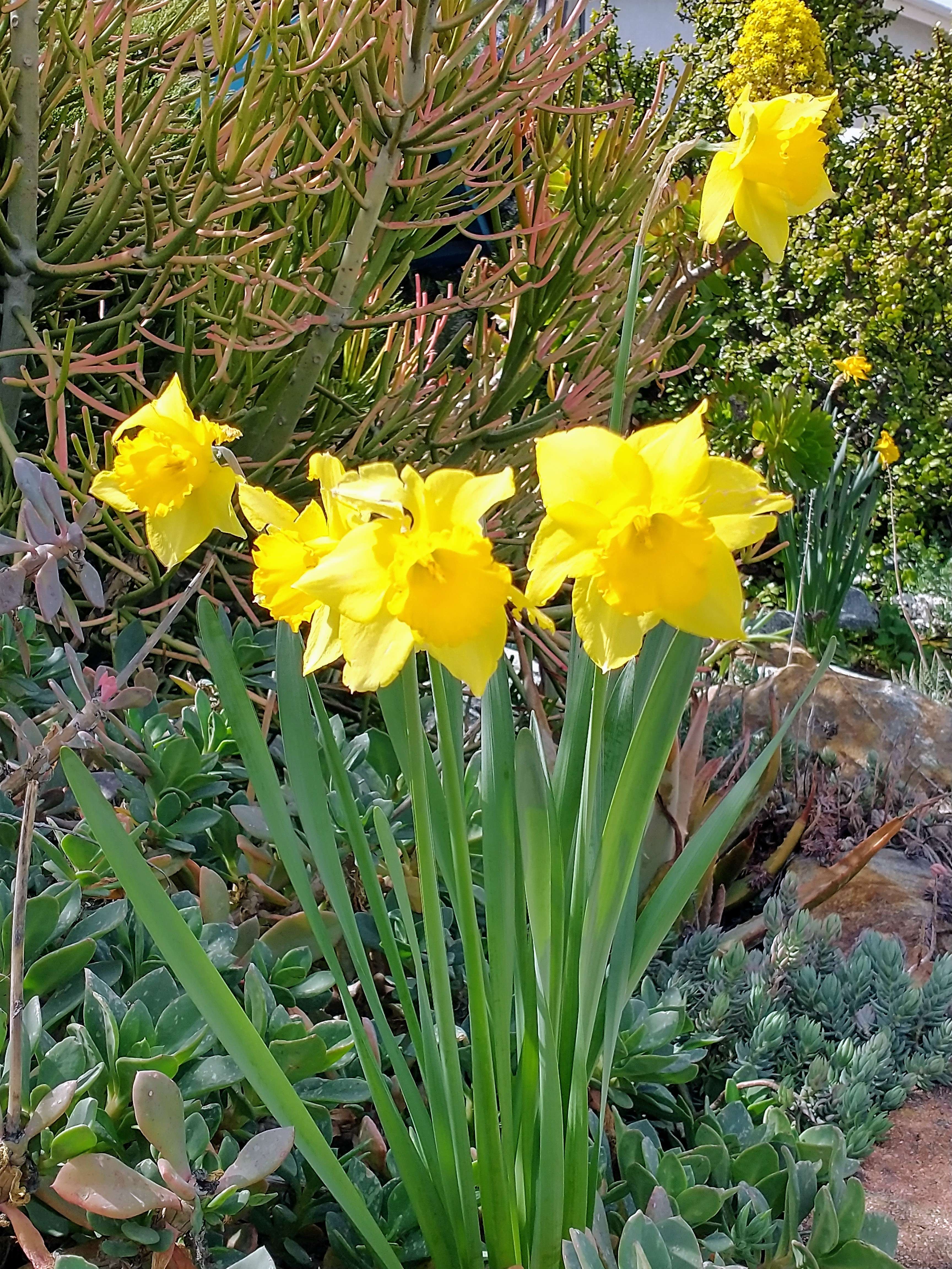 Four daffodils from neighbor's garden