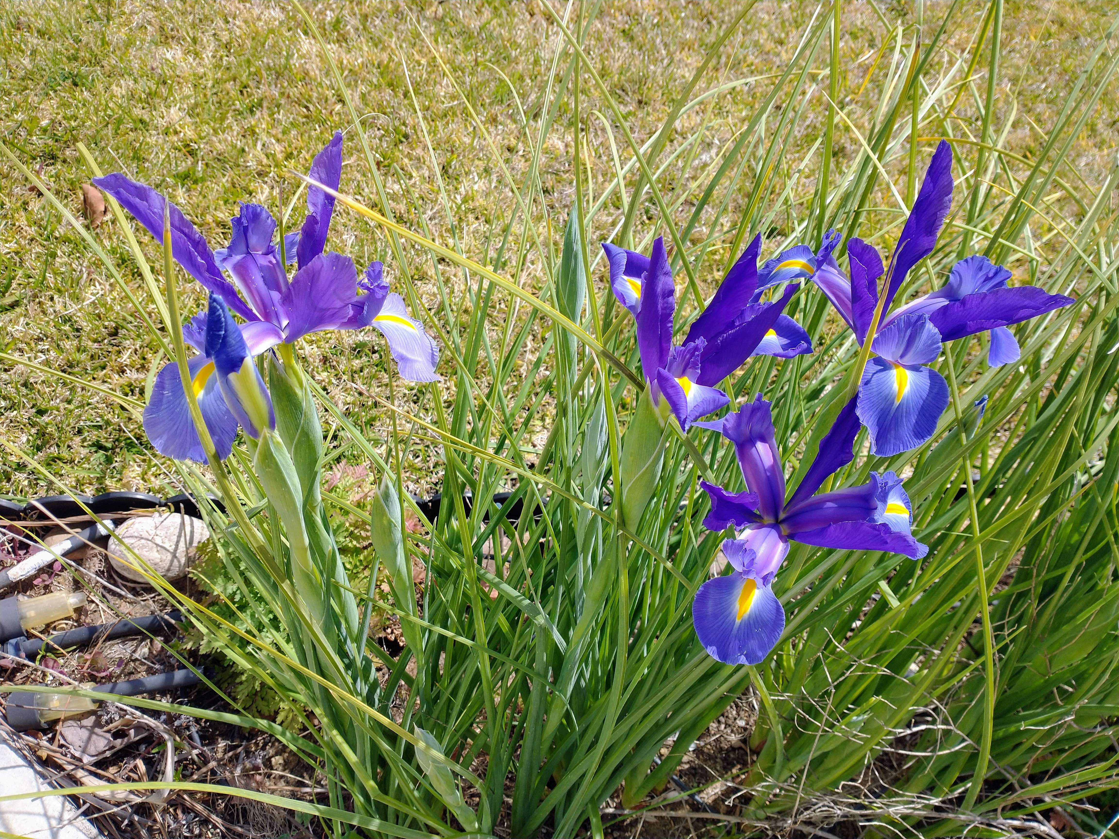 Irises from Mom's garden