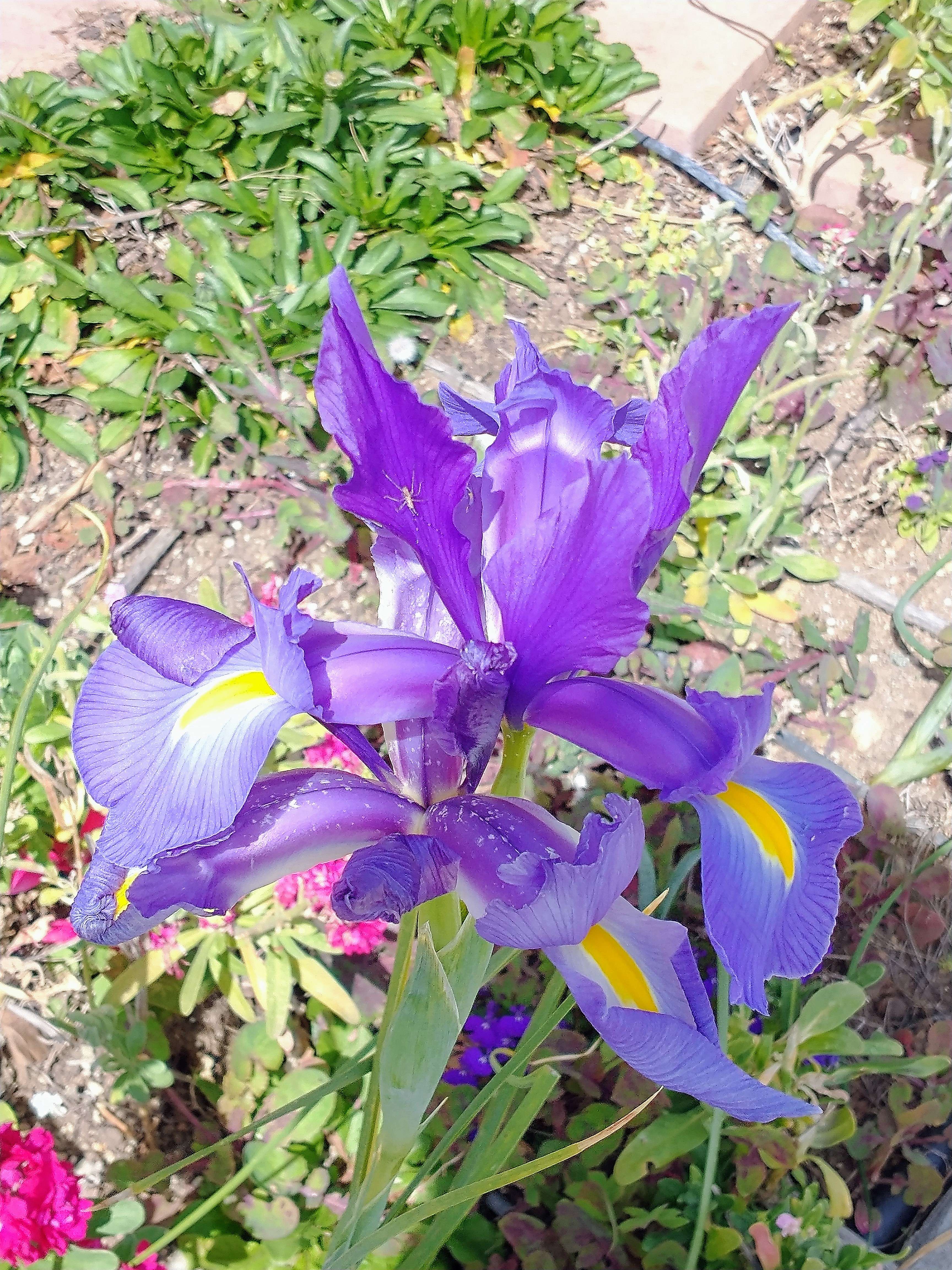 Iris bloom