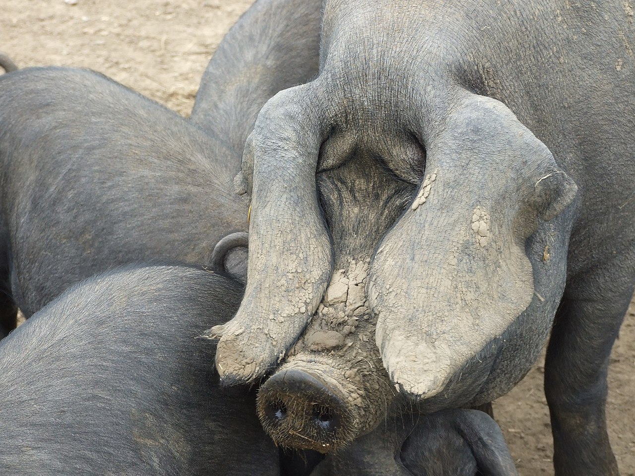 Large Black Pig, ears covering his eyes